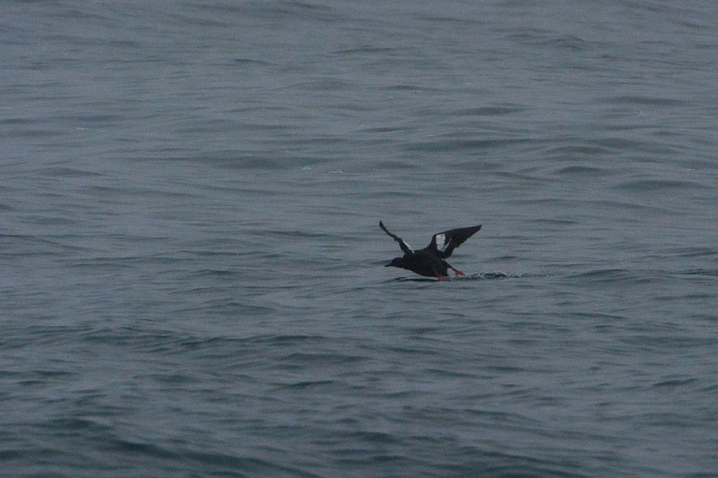 Guillemot, Pigeon, 2015-06111397 Montana de Oro State Park, CA.JPG - Montana de Oro State Park, CA, 5-12-2015